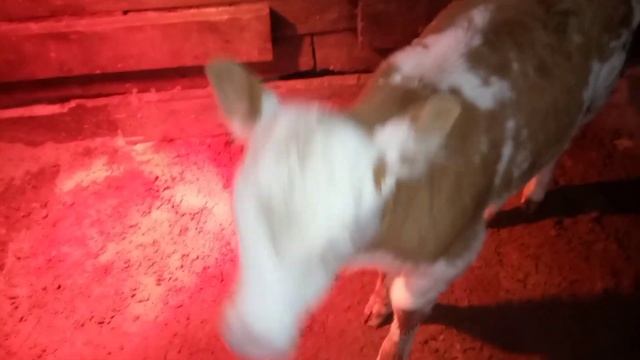 У нас без происшествий🐮кушает и ростёт 👌