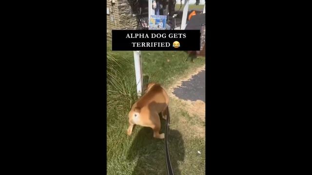 ЧЕРНЫЙ ЮМОР, ЛУЧШИЕ ПРИКОЛЫ 2024 Ноябрь № 12