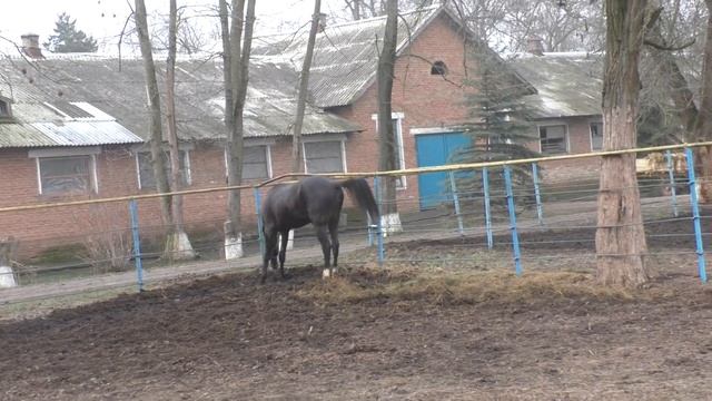 Яндым вор.жер.2019 г.р.(Сайван-Яхта)