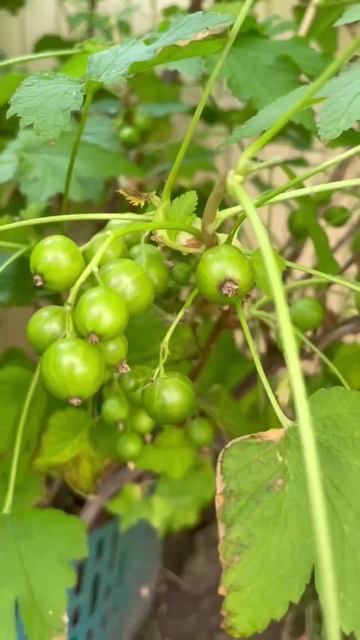 Роскошный дом с бассейном и молодым садом в Анапе