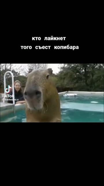 РОЗЫГРЫШ АЙФОН 13 В ТЕЛЕГЕ T.me/ytbluemug