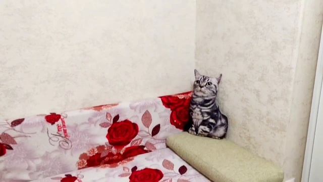 Квартира на Гостиной10.mp4