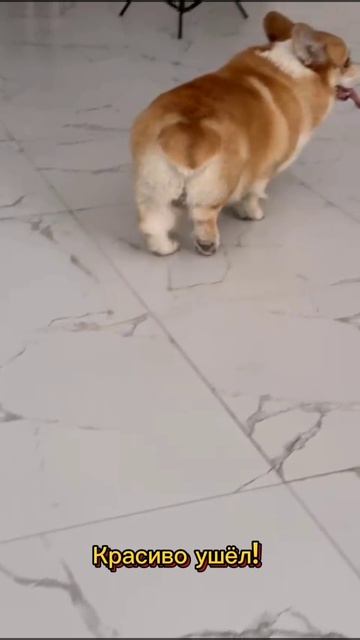 Красиво ушёл!