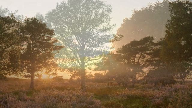 Активация вдохновения и удачи | Утренняя настройка