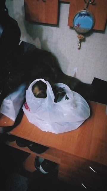 VID_95200926_154254_578.mp4