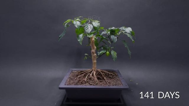 3 Year Carolina Reaper BONSAI Time-lapse