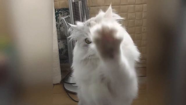 Танцующая кошка Бусинка (Cat Dance Businka)