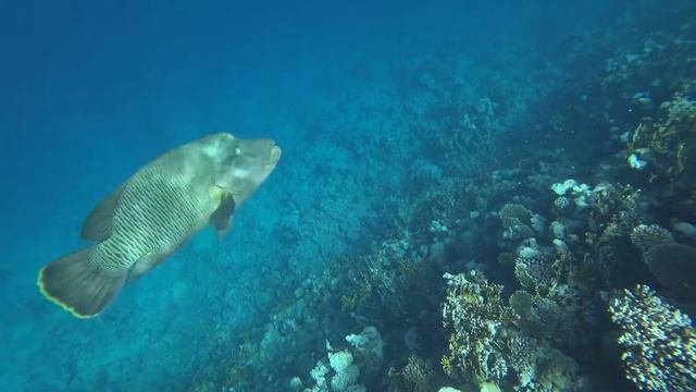 ПОДВОДНЫЙ РЕЛАКС