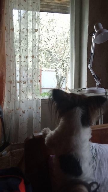 Только что-то заметила в окне