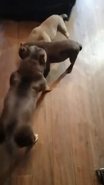 ПРЕДЛАГАЕМ ЩЕНКОВ АМЕРИКАНСКИЙ БУЛЛИ. ЗАБАВНЫЕ ПИТОМЦЫ. СМЕШНЫЕ ЖИВОТНЫЕ ВИДЕО 2021 PETS|DOGS|ANIMA