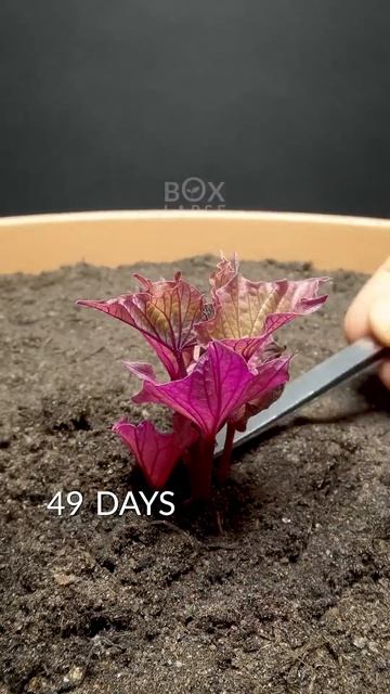 237 Days In 42 Seconds - Sweet Potato