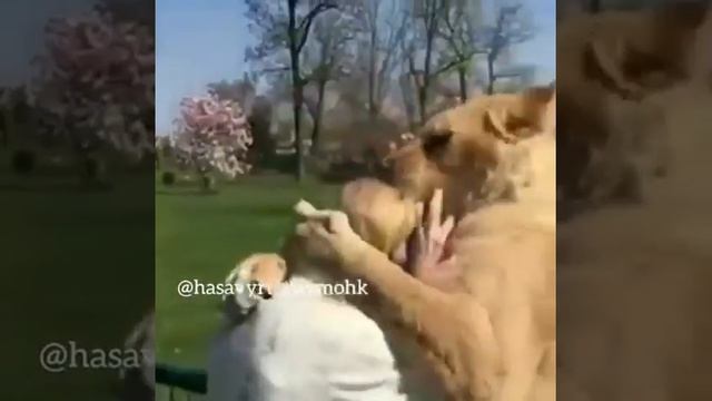Львы обнимают женщину