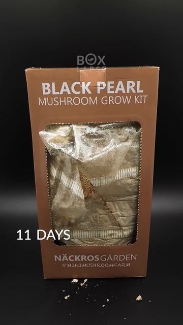 Black Pearl Mushroom Timelapse