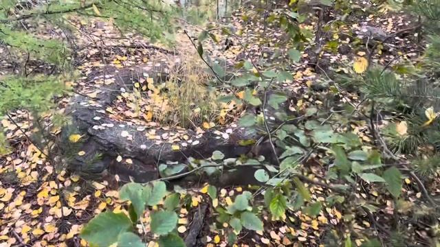 Волшебный фильм!