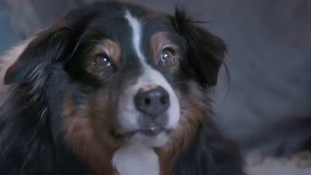 Пёс купидона