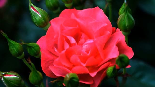 Свежие хиты музыки и видео онлайн