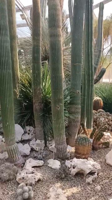 Ботанический сад в Берлине, локация Königin-Luise-Straße 6-8, 14195 Berlin