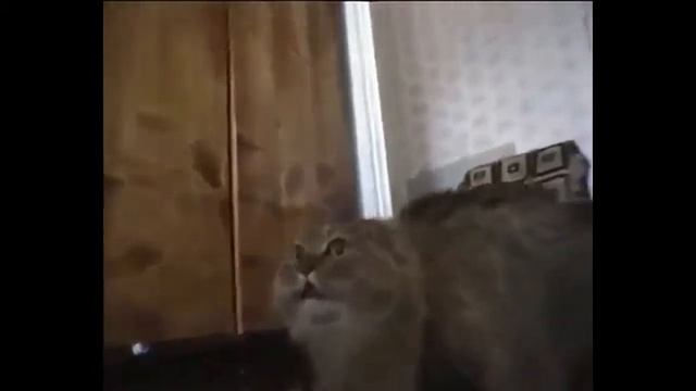 Топ 5  Говорящие животные( 720p )