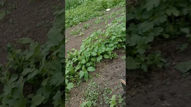 01.06.25 дача вечер