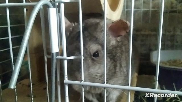 Про шиншилл