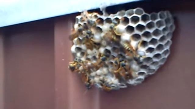 Пчёлы на заборе.