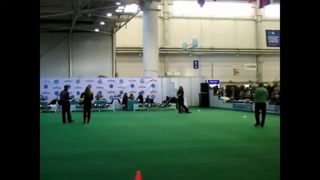 Хрустальный кубок 2015, Ingardia Venture (Нэо) 3 место