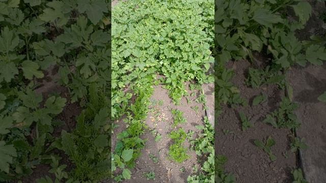 01.06.25 дача утро обзор