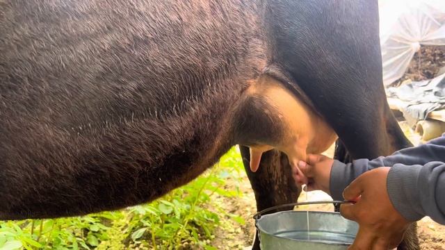 Кови шивети фуруши тел 905 00 80 03  25 апр