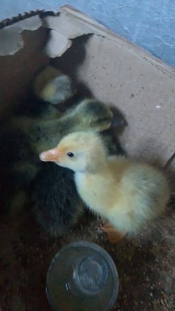 31529f19d52acffbec61556d5658a391