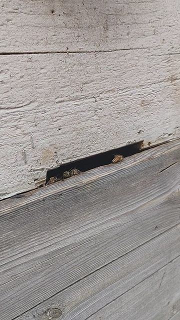 Залетел рой в старый улей