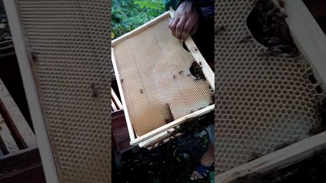 Рой в коробке N:10