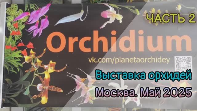 Выставка орхидей Орхидиум. Москва. Май 2025.