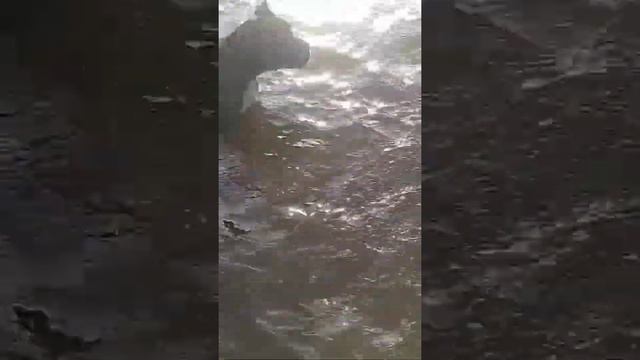 щенки булли. 6 мес. #щенки #щенкинапродажу #щенкибулли #буллипокет #щенкибуллинапродажу