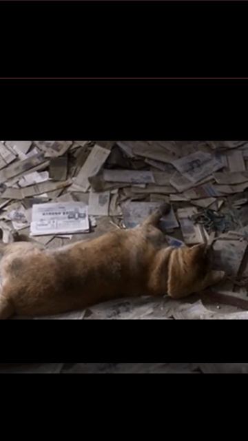 Мой Хатико #2023 #сериалы #Фильм