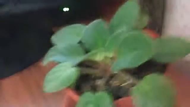 Что у меня стоит на подоконнике? (Тупизм...)