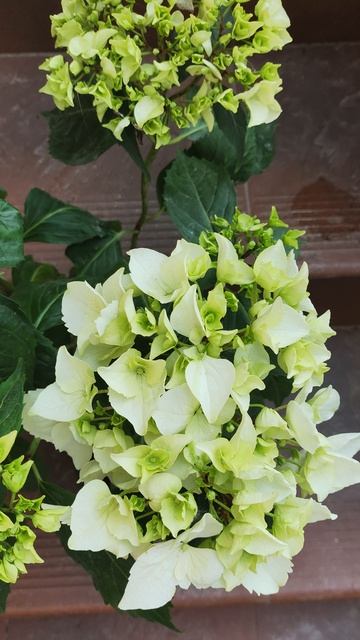 Гортензия крупнолистная.mp4