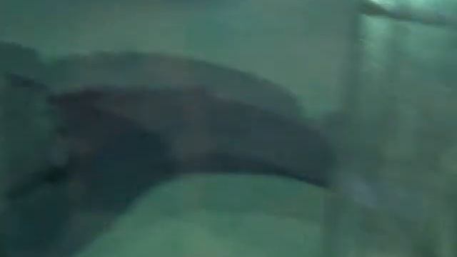 Копия видео 