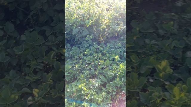 03.06.25 Дача, клубника
