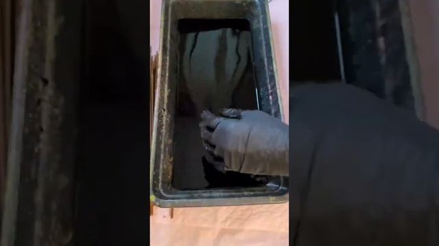 Окрашивание бумажной лозы. Морилка НБХ, цвет дуб. #бума