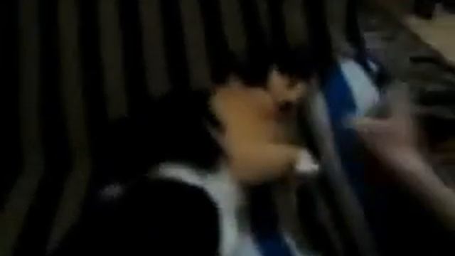 Кот в очках