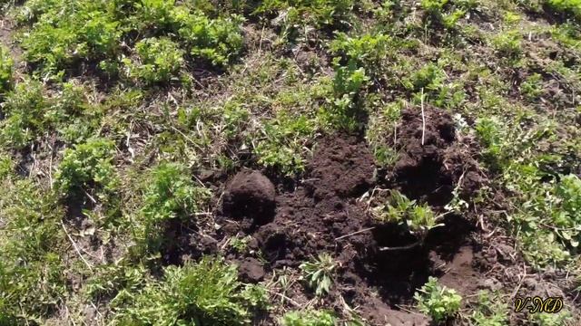 Коп 2025🌿 Є знахідки є срібло🪙😉  Garrett Ace Apex. Фільм#49