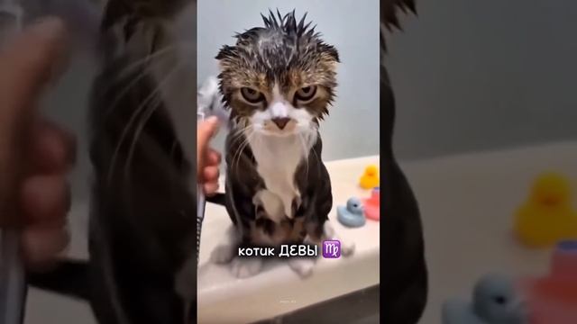 А аы знали что котики забирают себе, психологические проблемы хозяев