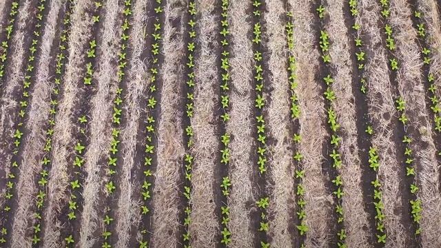 Анкерные высевающие секции