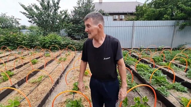 Град побил клубнику.Исправляем ошибки после плохой по