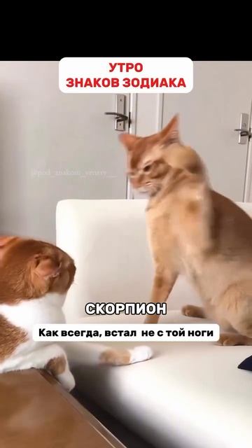 Утро знаков зодиака