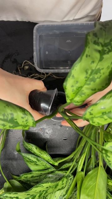 ОМОЛАЖИВАЕМ АГЛАОНЕМУ🪴#комнатныерастения #укоренен?