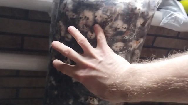 Эксперементы с выращиванием вешенки. Вырастет ли прос