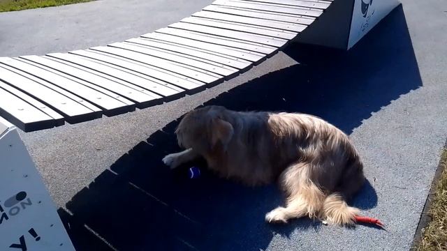 Пёс Тотоша охраняет  мячик, от Юли, хозяйки Яшмы, керн-т