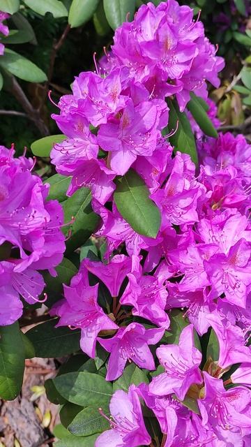 Рододендрон Розеум Элеганс