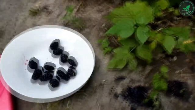 Шелковица: Сладкий Доктор из Вашего Сада! 🍇 Польза и в